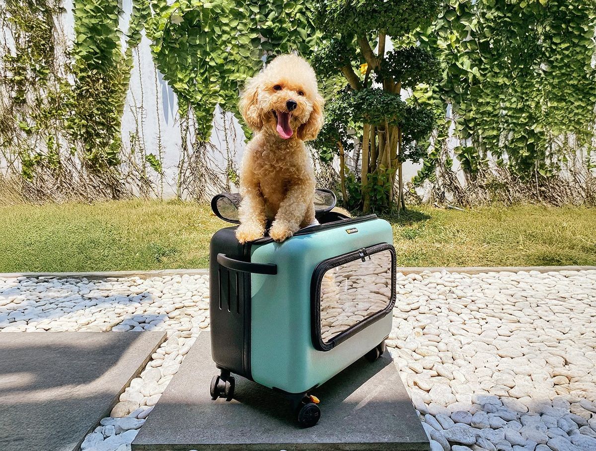 Introducing the Premium President Pet Case Collection Now Available at P. G. Martin Australia